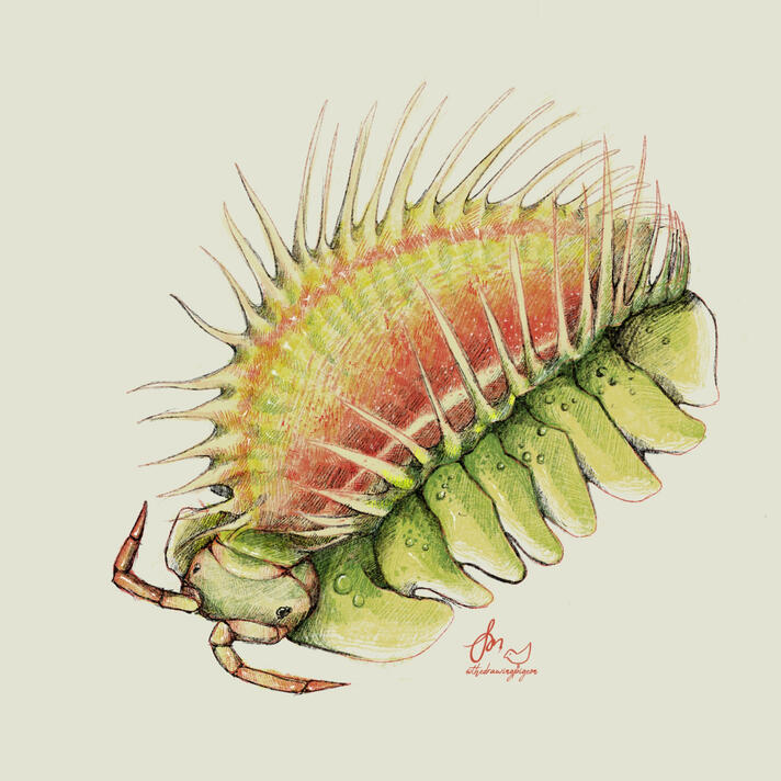 Dionaea muscipula x Pseudarmadillo spinosus (2024)