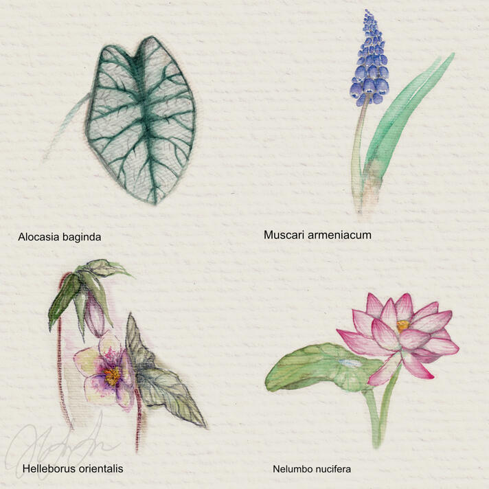 Watercolor studies - Plants (2021)