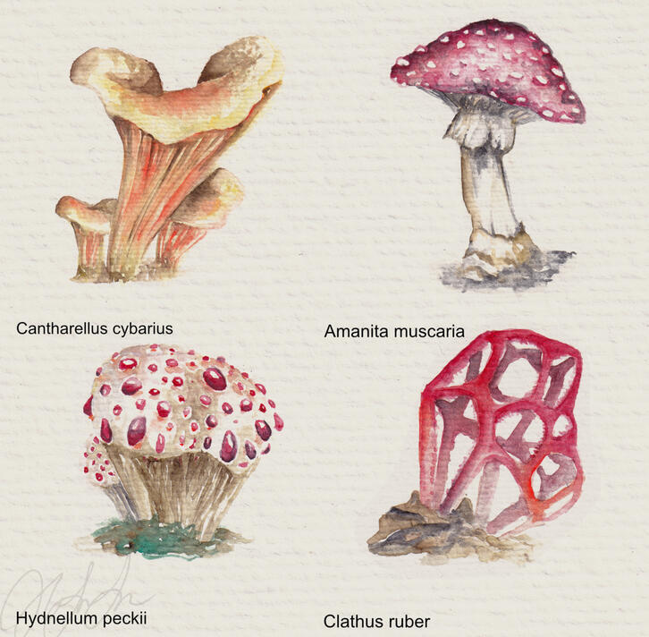 Watercolor studies - Fungi (2021)